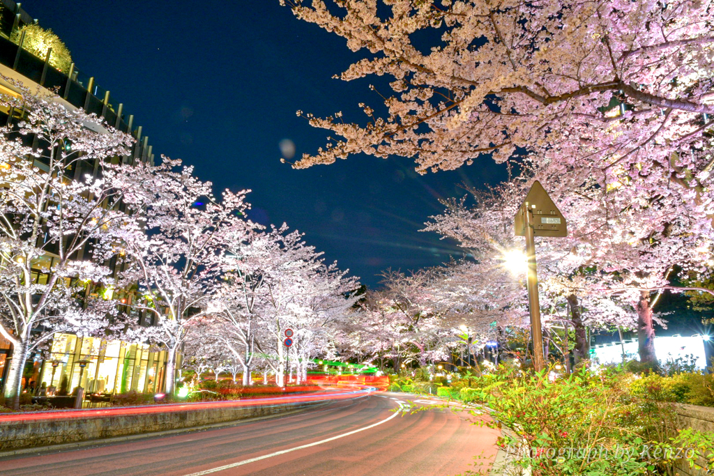 都心の夜桜ライトアップ