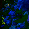 紫陽花
