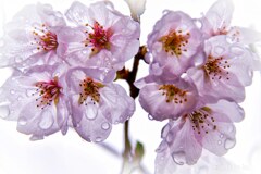 IMG_20200407_212246_455