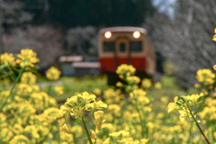 菜の花と小湊鉄道