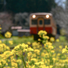 菜の花と小湊鉄道