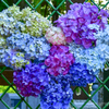 紫陽花