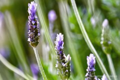 IMG_20200430_150429_186