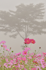 霧に包まれた秋桜～内山牧場～