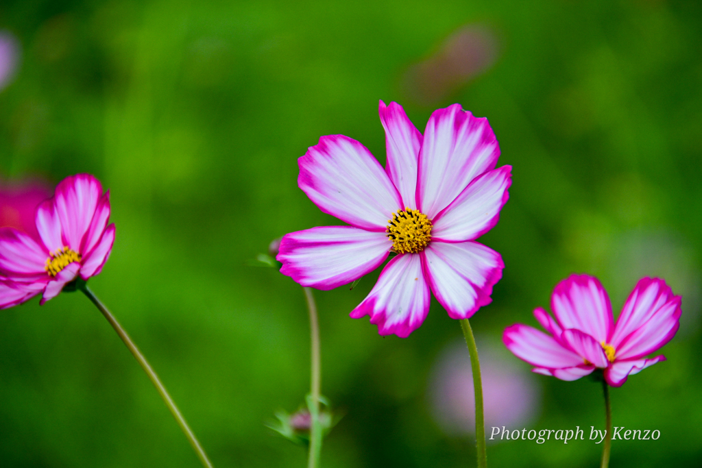 コスモス畑～佐倉ふるさと広場～