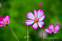 コスモス畑～佐倉ふるさと広場～