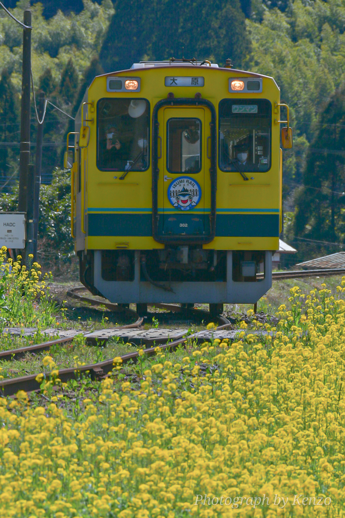 菜の花といすみ鉄道