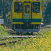 菜の花といすみ鉄道