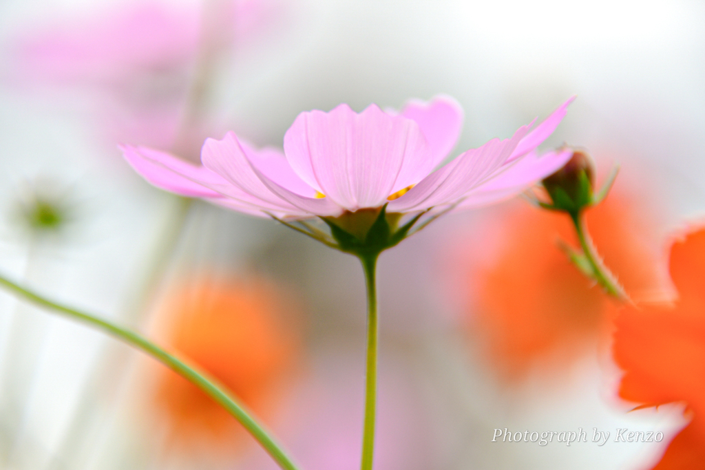 コスモス畑～佐倉ふるさと広場～