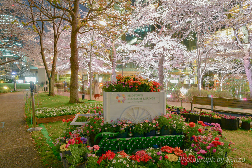 都心の夜桜ライトアップ