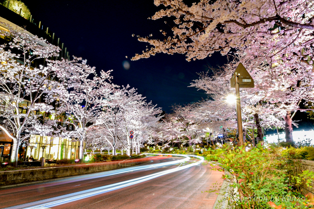 都心の夜桜ライトアップ