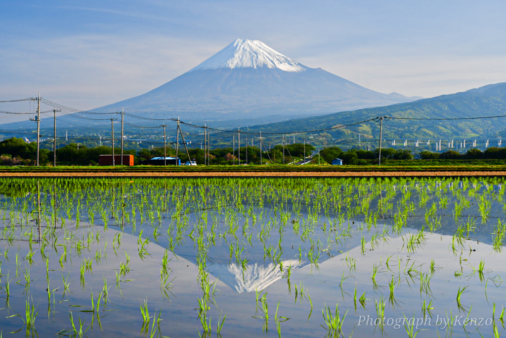 水田に映る富士山