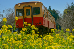 菜の花と小湊鉄道