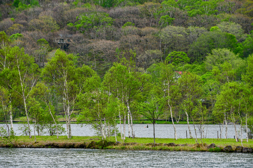 新緑き包まれた白樺湖