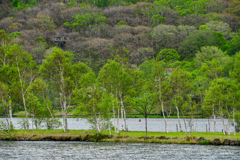 新緑き包まれた白樺湖