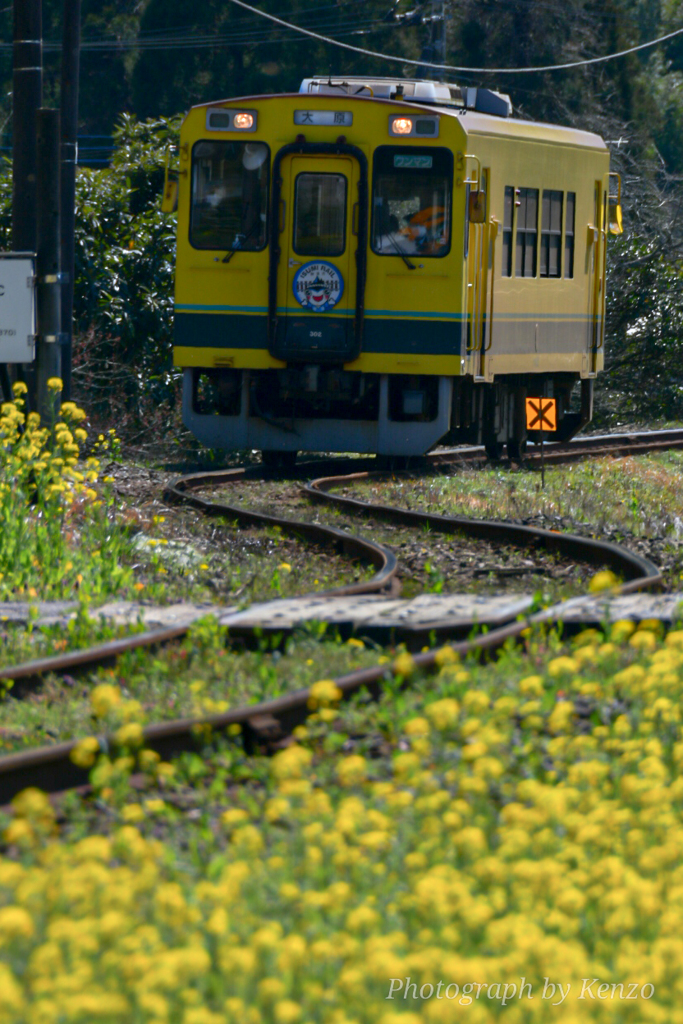 菜の花といすみ鉄道