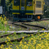 菜の花といすみ鉄道