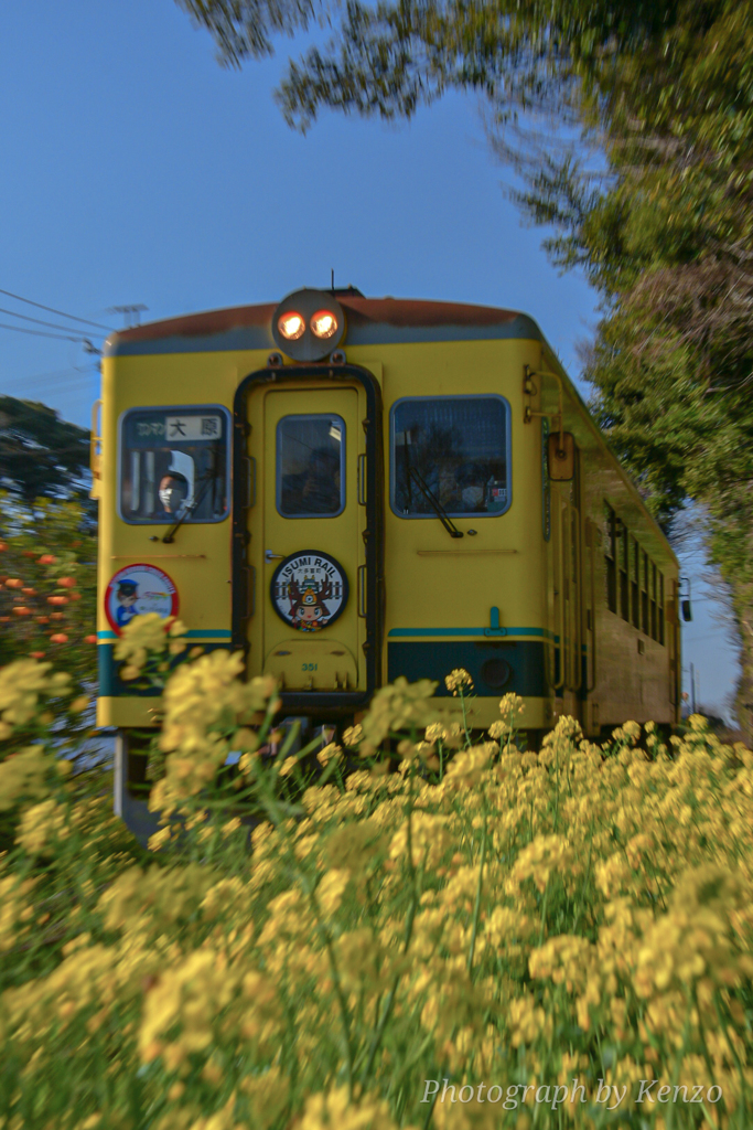 菜の花といすみ鉄道