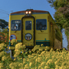 菜の花といすみ鉄道