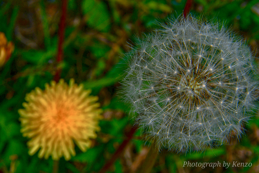 タンポポと綿毛