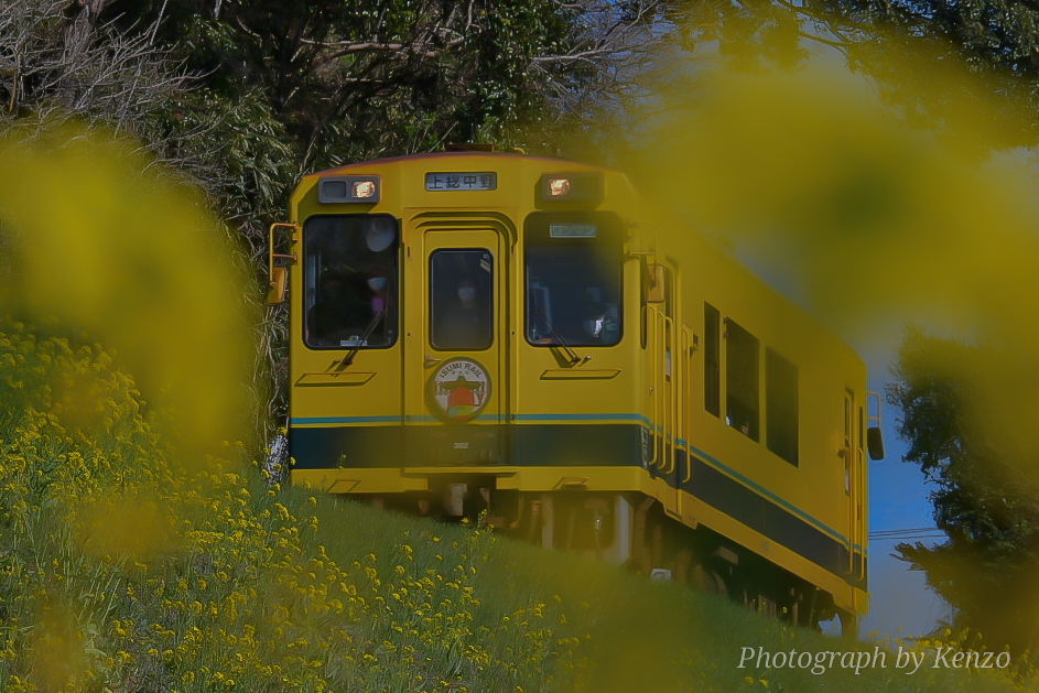 菜の花といすみ鉄道