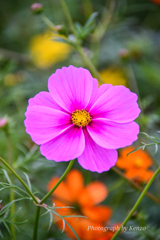 コスモス畑～佐倉ふるさと広場～