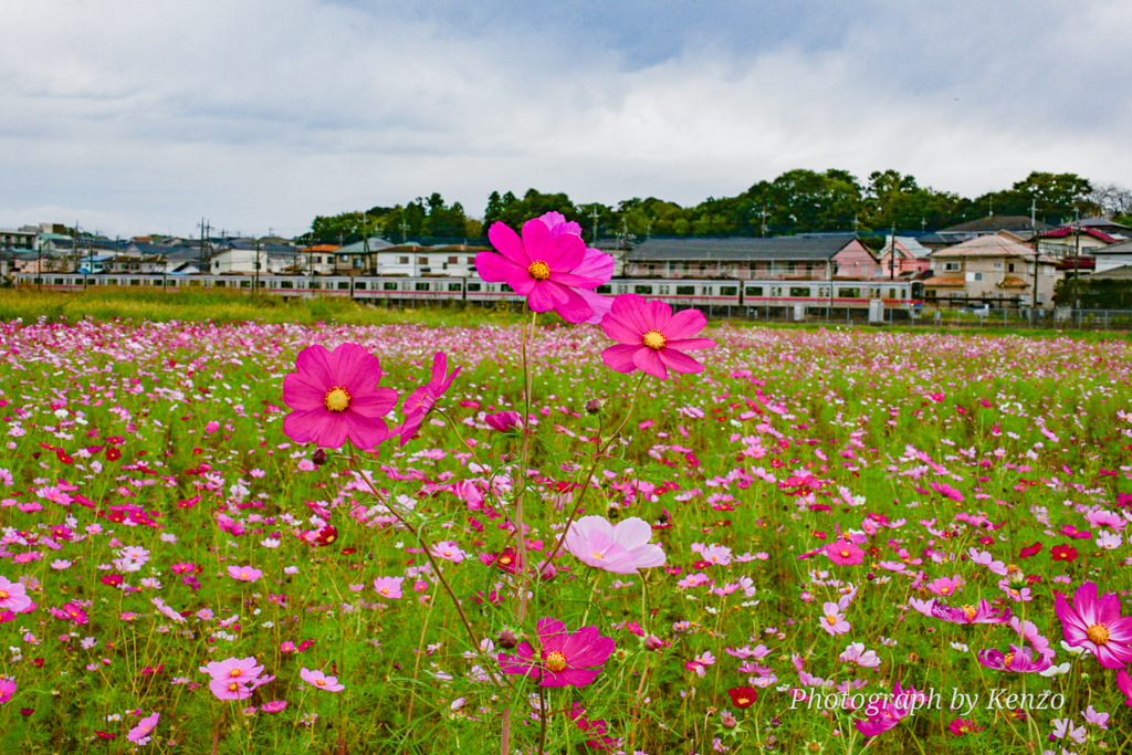コスモス畑～佐倉ふるさと広場～