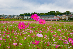 コスモス畑～佐倉ふるさと広場～