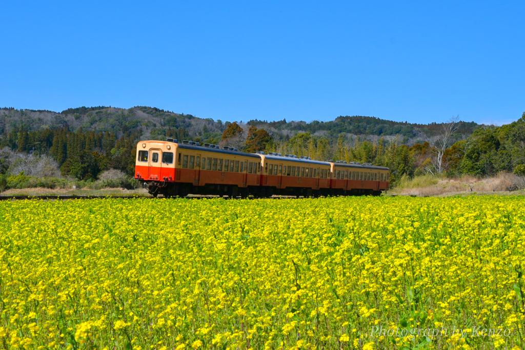 菜の花と小湊鉄道