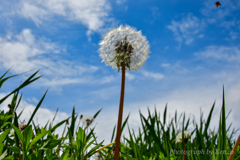 綿毛とてんとう虫