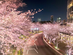 都心の夜桜ライトアップ