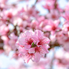 桃の花