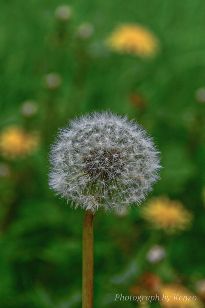 タンポポと綿毛