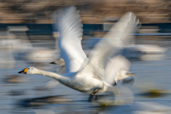 白鳥の郷
