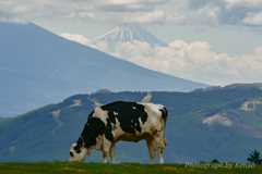美ヶ原牧場から眺めた富士山