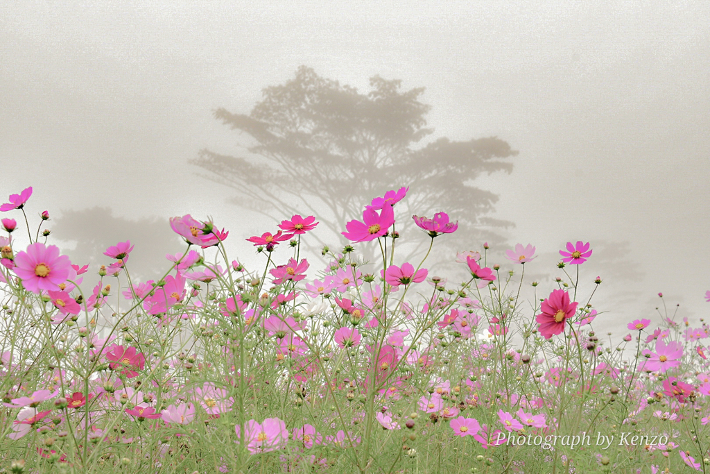 霧に包まれた秋桜～内山牧場～