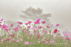 霧に包まれた秋桜～内山牧場～