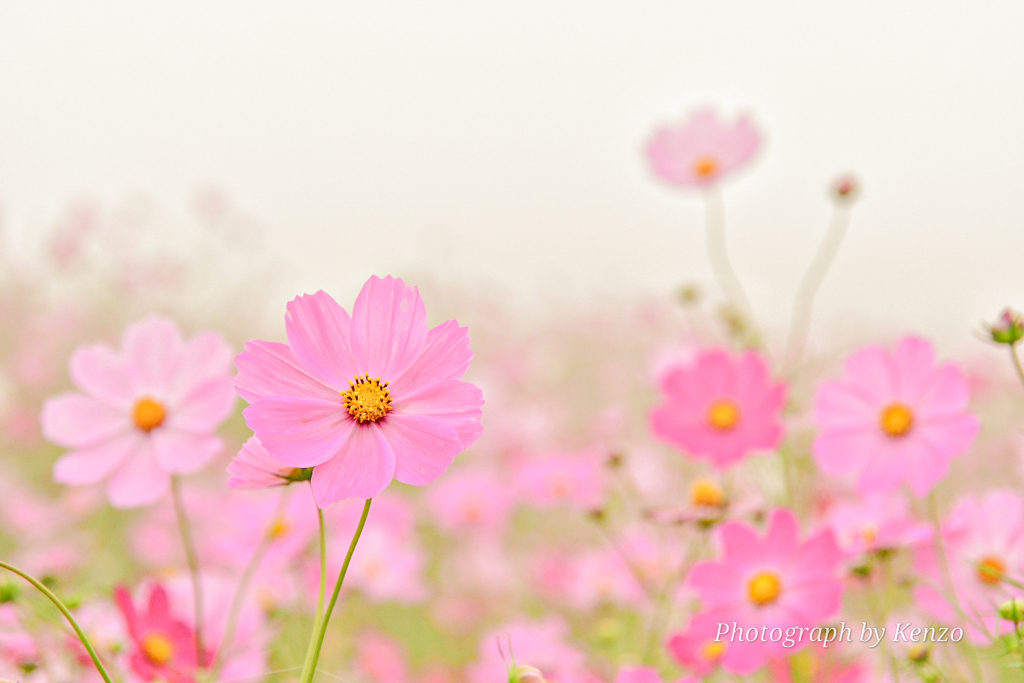 霧に包まれた秋桜～内山牧場～
