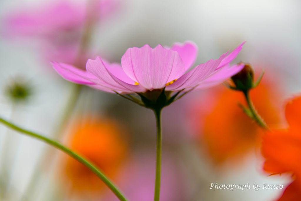 コスモス畑～佐倉ふるさと広場～