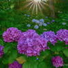紫陽花