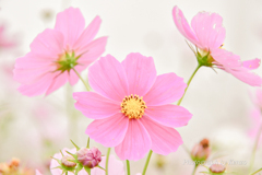 霧に包まれた秋桜～内山牧場～