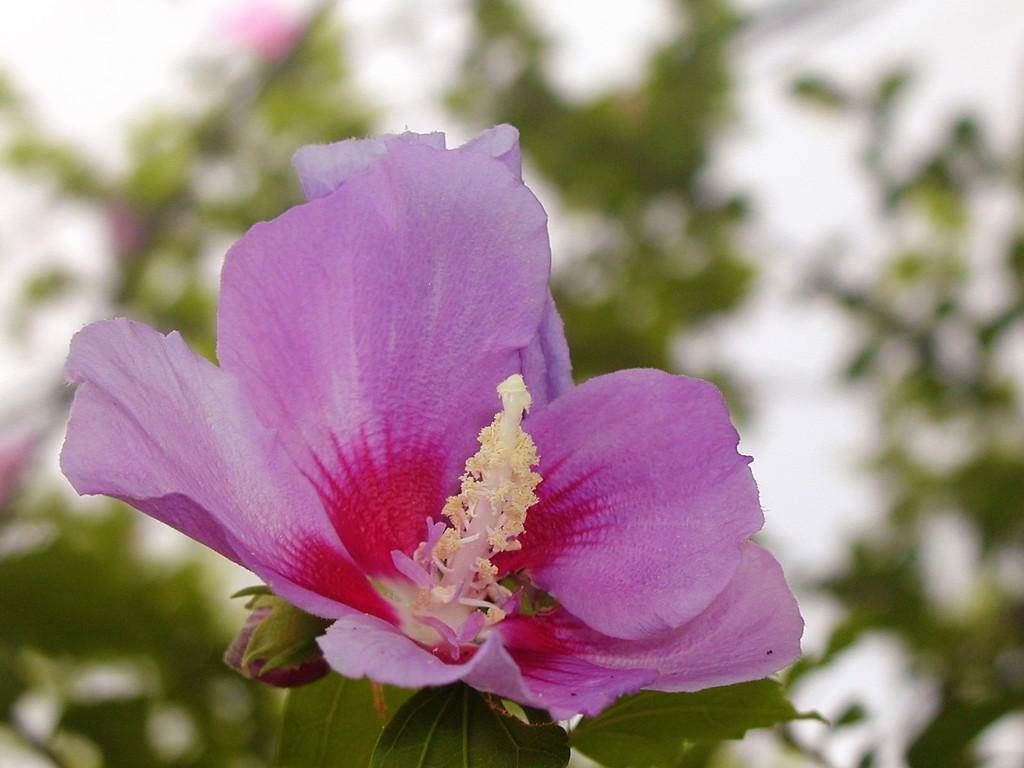 孤高の花