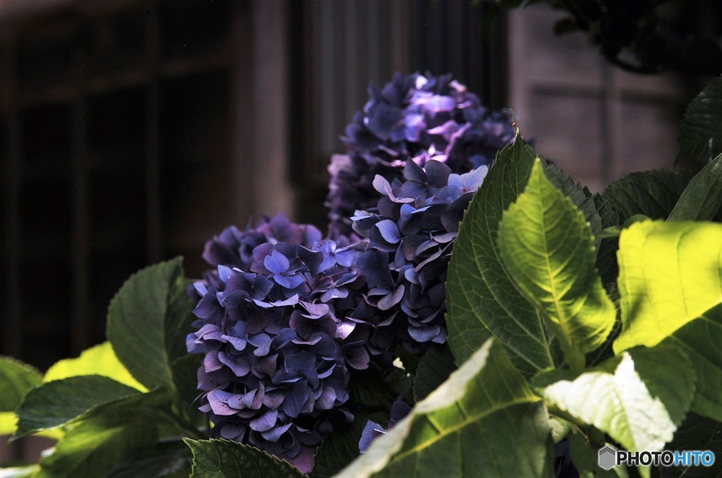 昭和の紫陽花