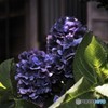 昭和の紫陽花