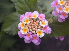 小さき花