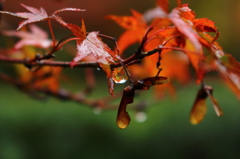 雨