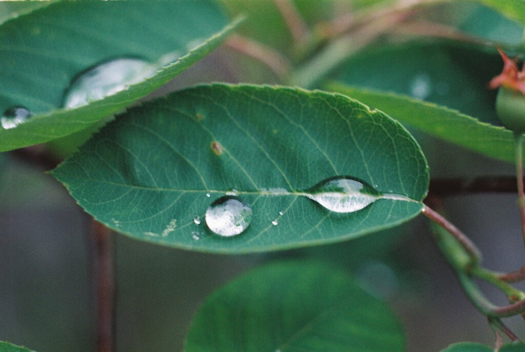 水玉