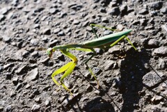 カマキリ