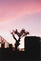夕焼けシルエット