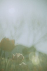 チューリップ